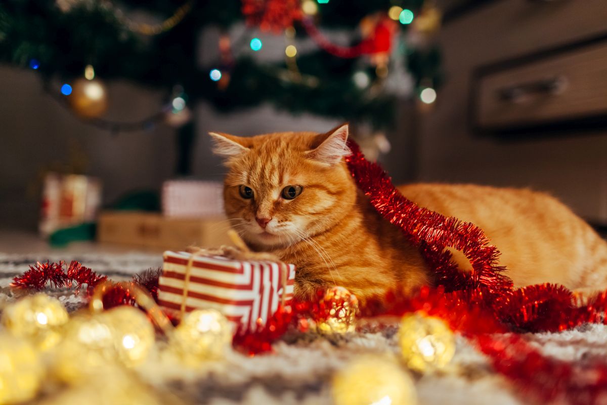 cat christmas present