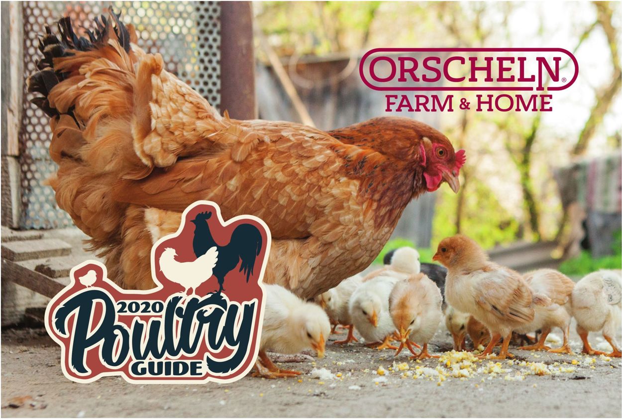 Orscheln Farm and Home Current weekly ad 02/01 11/01/2020 frequent