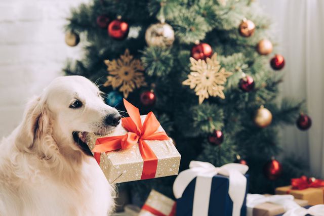 Christmas Gift for a Dog